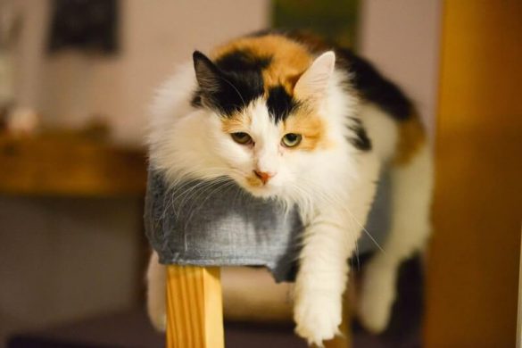 5 Signs That Your Cat is Bored
