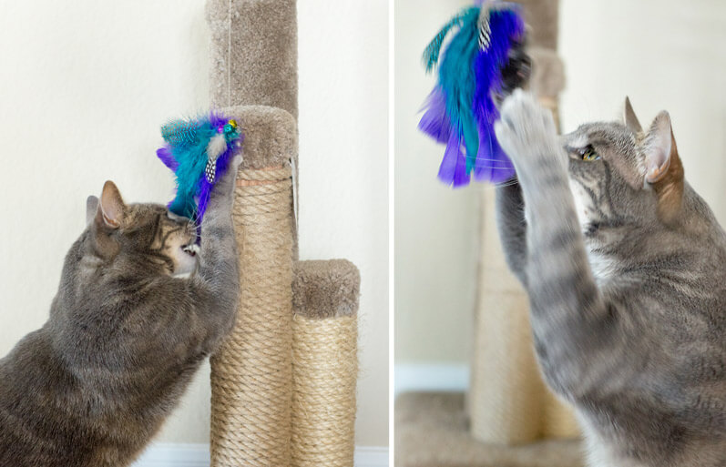 DIY feather cat toy
