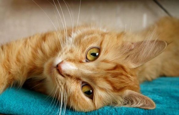 How to make a cat happy