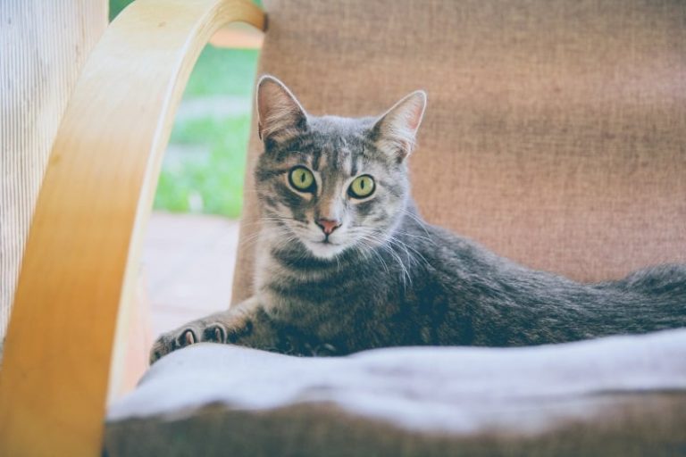 "Comment faire pour que mon chat m'aime ?" 12 façons de gagner l