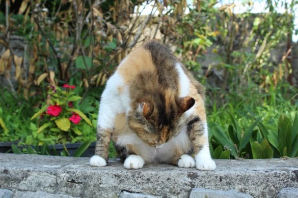 Cat yoga workout