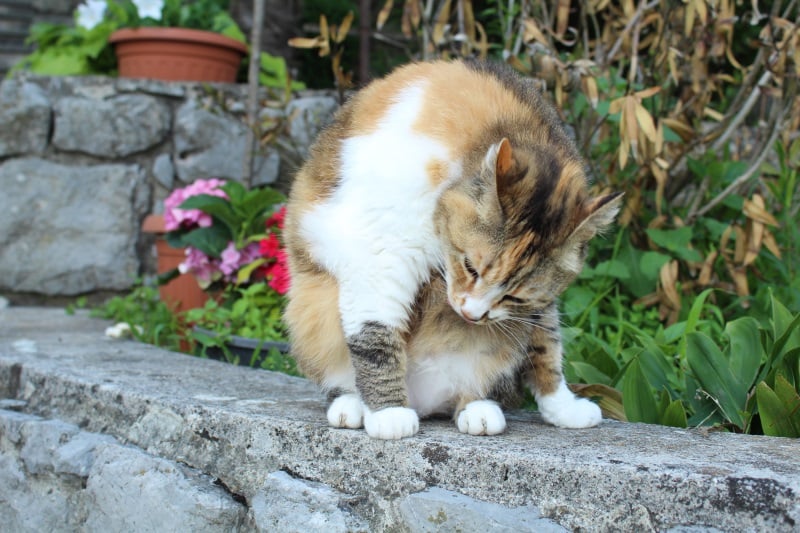 Cat Yoga 1