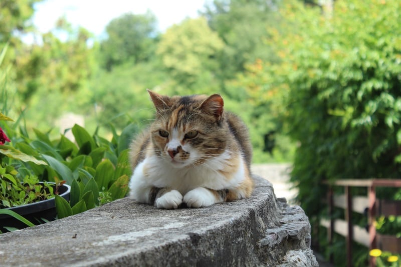 Yoga Meowster Teaching Us Her Badass Yoga Moves | Meows 'n' Paws