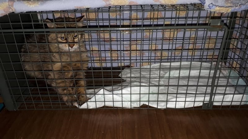Sissy after spaying