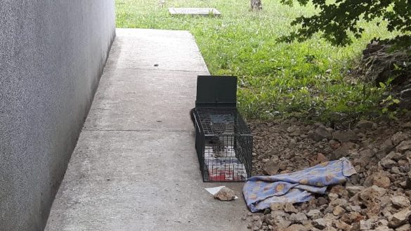 Trap neuter return cats