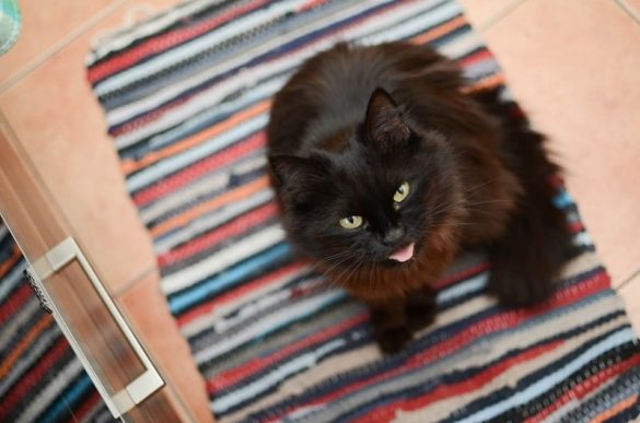 Black cat names