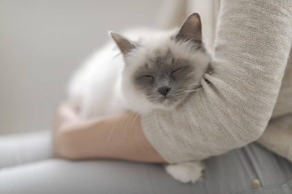 How much attention do cats need?