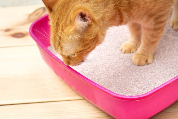 white mold in the litter box