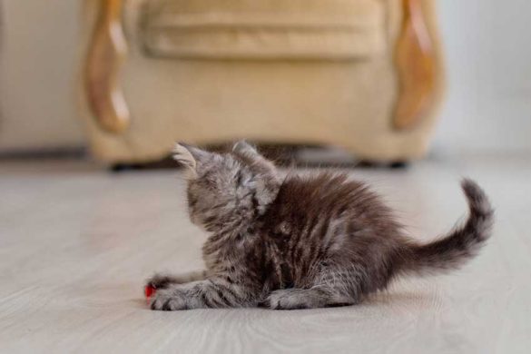 Picture of When Do Kittens Calm Down? How to Soothe a Hyper Kitten | Meows 'n' Paws